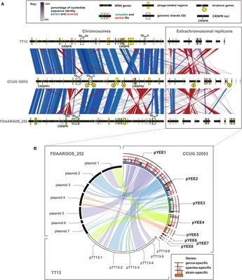 Genome Structure of the Opportunistic Pathogen Paracoccus yeei (Alphaproteobacteria) and Identification of Putative Virulence Factors